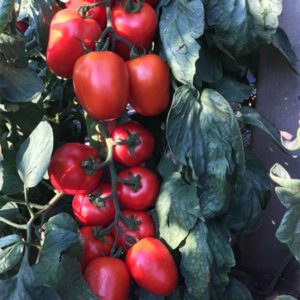 Tomate Pera Maldini RZ